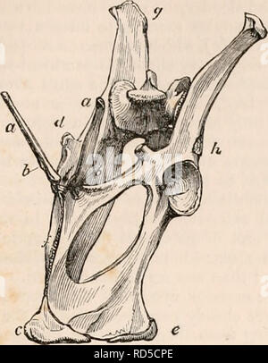 . Die cyclopaedia von Anatomie und Physiologie. Anatomie, Physiologie, Zoologie. Becken. 161 (/) in das Känguru, Phascogale und Potoroo, ist nicht parallel mit der Wirbelsäule, aber Abb. 99.. Becken der Känguru, zeigt die beuteltier Knochen (a") und inter-Sciatic eplphysis (c) schräg in die entgegengesetzte Richtung der menschlichen Symphyse, damit, wenn nach vorne verlängert die Linie der Richtung der Wirbelsäule in einem stumpfen Winkel schneiden würde. Dies macht die hintere Öffnung im antero-posterioren Durchmesser größer als sie es sonst wäre, und ermöglicht die große Eingriff des Kaudalen ver-tebra p Stockfoto