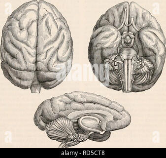 . Die cyclopaedia von Anatomie und Physiologie. Anatomie, Physiologie, Zoologie. Vertikalen Abschnitt des Gehirns des Orang-utan-cetan. (Nach der VV. Vrolik.) Diese unterschiedlichen Ansichten vergleichen des Gehirns Der unterlegenheit an den Orang-cetan ist so offensichtlich, dass es kaum eine weitere Erklärung. In der ersten Instanz, es scheint, dass das Gehirn des Cynocephalus, und, nach den Beobachtungen von TIEDEMANN, wir sagen das gleiche für alle Affen Unterlegen der Schimpanse, Orang-Utan-cetan könnte und der Gibbons, unterscheidet sich von dem Gehirn des Menschen: 1. Von einer größeren Breite im Verhältnis zu den l Stockfoto