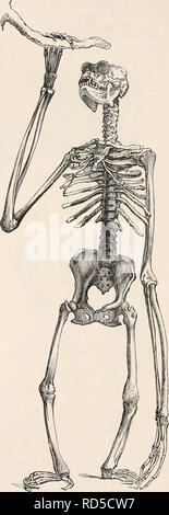 . Die cyclopaedia von Anatomie und Physiologie. Anatomie, Physiologie, Zoologie. 202 QUADRUMANA. vierbeinigen Mammalia. Dieselbe Analogie mit diesen wird in der Disposition der lumbalen Wirbelkörper. Ihre Zahl ist sechs oder sieben, und ihre Gelenk- oder oblique Prozesse sind Gegabelten und Herkunft zu einem styloid Prozess, der dazu dient, die Stärke der Lendenwirbelsäule Wirbelsäule zu erhöhen, und ist daher in der größeren Anzahl der Vierbeiner gefunden werden, es gibt keine wahre Sacrum; aber zwei oder drei sakralen Wirbel, bilden einen konischen Baureihe, sind separat zu den darmbein Knochen United, in Stockfoto