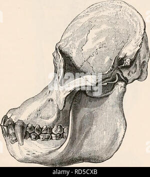 . Die cyclopaedia von Anatomie und Physiologie. Anatomie, Physiologie, Zoologie. QUADRUMANA. 199 apices der großen laniaries bzw. des gegenüberliegenden Kiefers, wenn der Mund ist geschlossen. In der Beschreibung von all diesen Besonderheiten der Schädel der Schimpanse, ich habe etwas langwierig, wünschend, um Ihnen eine Zusammenfassung der ausgezeichneten Papier von Owen*; und ich hielt es für notwendig, dies zu tun, weil der C/iiiitjMiizce wie die typische Verbindung von einer Kette vereint Menschen mit den Niederen Tieren in Betracht gezogen werden kann. Von Minute zu Minute Ausstellung aller seiner Zeichen, es ist offensichtlich, dass es eine große Analogie Stockfoto