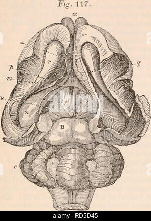. Die cyclopaedia von Anatomie und Physiologie. Anatomie, Physiologie, Zoologie. 29-1 MAUSUPIALIA. Hütte die Optic thalami (t, t, Abb. 117) werden sofort in den Blick gebracht, und statt einer. Phascolomys fusca. breite Corpus callosum, die wir wahrnehmen, tief unten in der Längsrichtung Hssure, einer kleinen commisstiral medulläre Band, (&gt; n, Jig. 117), die in einem gewölbten Form in den vorderen Teil des thalami und Verlängerung unter dem übergreifenden internen oder Mesialen sur-Gesichter der Halbkugeln, (q, Jig. 117,), die so sind, wie in der Vogel, die mit jeder anderen getrennt. Auf sanft Raisin Stockfoto
