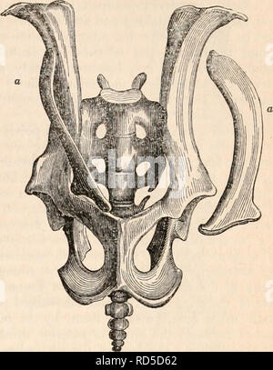 . Die cyclopaedia von Anatomie und Physiologie. Anatomie, Physiologie, Zoologie. Rechten os innominatum und beuteltier Knochen, Wombat. erstreckt sich nicht nur nach außen, sondern ist für-Stationen gebogen. In der Potoroos der Symphysis pubica der Ischia, oder der untere Teil von dem, was man gemeinhin als die Symphyse pubis, wird Ante produziert - riorly. Die Länge dieses symphyse, und der Geraden, die durch den unteren Rand des Ischia gebildet wird eine charakteristische Struktur des Beckens in den meisten der Beuteltiere. Becken und beuteltier Knochen i, f Die Koala. Längliche, abgeflacht, und mehr oder weniger gebogen, am proximalen Extremität erweitert Stockfoto