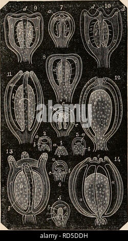 . Die cyclopaedia von Anatomie und Physiologie. Anatomie, Physiologie, Zoologie. 44 POLYPIFERA. längs prominenten Bands, die freie Kante etwas erweitert und abgerundet, ein PEDICLE in der Mitte wie der Stamm der Vase und der transparenten Vesikel Futter der Innenraum durch. Abb. 49. Ein scries Darstellung der Entwicklung der Tubidaria durch freie Gemma -, von den ersten Hinweis auf die Knospe, zu der Zeit, wenn es sich gelöst. 1. Ein hohler Tuberkel oder Höhe, im Innenraum, von denen eine Bewegung oder Verbreitung der glo-bules, durch den Pfeil angezeigt, erfolgt; ein, eine Zelle gerade unter der Su Stockfoto