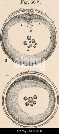 . Die cyclopaedia von Anatomie und Physiologie. Anatomie, Physiologie, Zoologie. [98] Eizelle. Salamandrina in Bezug auf die Struktur und Ausbildung ihrer Eizellen. Die knöchernen Fische. - Der eierstock Eizellen von Os-seous Fische, während Sie tragen eine allgemeine resem-blance der Vertebrata, unter denen Sie kommen am nächsten an die von Batrachia, werden durch mehrere Besonderheiten gekennzeichnet. Sie sind von mittlerer Grösse, und besitzen eine starke externe, die in den Eierstöcken gebildet. Das Eigelb - Substanz enthält verschiedene Arten von Elementen und die germinal Vesikel von gentestgesetz Größe. Die äußere Membrane ist thic Stockfoto