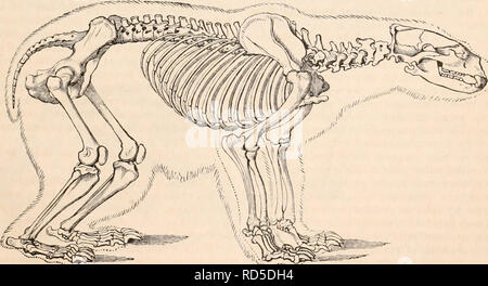 . Die cyclopaedia von Anatomie und Physiologie. Anatomie, Physiologie, Zoologie. Konfiguration der Knochen, in ihrer Artikulation, und in die Entwicklung der verschiedenen Punkte der muskulösen Anhang, eine solche Kombination von Leichtigkeit der Form mit gewaltigen Kraft, da muss jeder als Äquivalent für die natürlichen Bedürfnisse des Tieres. Die Wirbelsäule ist schalldämpferbereich, dennoch von großer Kraft, und das Ausmaß und die Robustheit der lumbalen Bereich der Wirbelsäule scheinen auf einmal angepasst für die Ausübung der, die Flexibilität, und für die Lage der mächtigen Muskeln. Die Rippen sind eng und weit Stockfoto