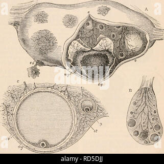 . Die cyclopaedia von Anatomie und Physiologie. Anatomie, Physiologie, Zoologie. OVUM. [81] Eizelle von Mammalia und der menschlichen Spezies. - Es ist eine bemerkenswerte Einheitlichkeit in der Größe, Struktur und Beziehungen der ovariellen Eizelle in der ganzen Klasse von Mammalia, mit Ausnahme der Familien von MARSU - Piata und Monotremata; in der letzten, von denen vor allem gibt es eine Annäherung an die oviparous Typ. Wir werden zuerst die mehr Kom-mon-Form des mammiferous Ovum betrachten. Die meisten Merkmale gekennzeichnet sind, darauf wurde ja bereits hingewiesen, die sehr kleine Größe im Verhältnis zu den Ovarien Follikel Stockfoto