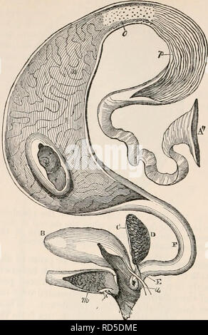 . Die cyclopaedia von Anatomie und Physiologie. Anatomie, Physiologie, Zoologie. 66 EIZELLE. eileiter; aber gelegentlich passiert, dass Kapseln platzen ohne Sein o umarmt oder, dass der Prozess gestört ist, und die Sub-Haltung der Eigelb in die Bauchhöhle der Vögel fallen entweder produziert schwere Verletzungen durch Peritoneal Entzündungen oder Mav allmählich durch Absorption entfernt werden. Das Eigelb in die infundibulum, mit seiner langen Achse entsprechend, dass der Eileiter, folglich die witli cicatricula auf seiner Seite, die wir finden ihre Position auch in der fertigen Ei zu sein. Die Passage von t Stockfoto