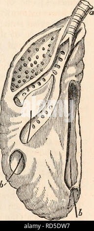 . Die cyclopaedia von Anatomie und Physiologie. Anatomie, Physiologie, Zoologie. AVES. 341 auf die Sekretorischen Schiffe der Leber beitragen, sondern gehen Sie zu den Superior Teil der viscus, der in die Vena cava zu beenden, als auch der Vena umbilicalis. "Die Vene, die das Blut von den unteren Extremitäten zurück in das Becken in zwei Zweige, die mit dem Oberschenkel- und ischiadic Arterien entsprechen aufgeteilt ist; der eine wird durch das Foramen ischiadic, der andere durch die Bohrung upo/ich den vorderen Rand des Beckens; aber der Anteil, die Sie miteinander in der Größenordnung Tragen ist die Ve Stockfoto