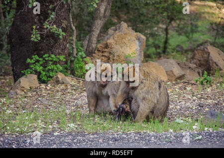 Familie von Barbary Macaque in den Bergen von Marokko in Nordafrika. Stockfoto
