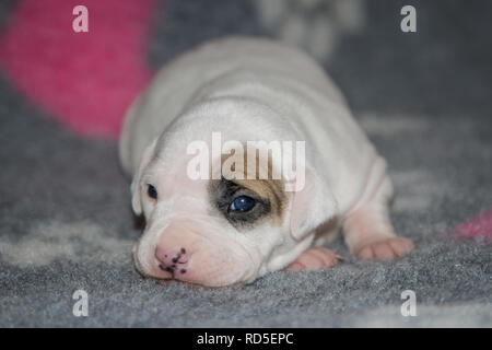 17 Tage alter Bulldog Welpe Stockfoto