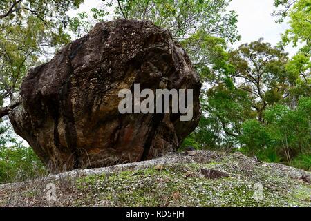 Aboriginal shell Midden die Vielfalt boardwalk am Cape Hillsborough National Park, Queensland, Australien Stockfoto