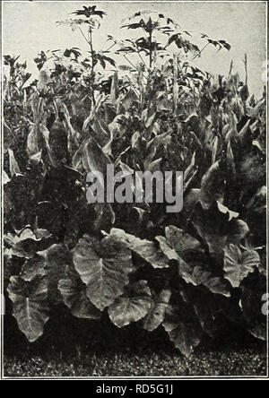 . Currie's Garten jährliche: Frühling 1935 60. Jahr. Blumen Samen Kataloge, Leuchtmittel (Pflanzen) Samen Samen Kataloge Kataloge; Gemüse; Baumschulen (Gartenbau) Kataloge; Pflanzen, Zierpflanzen Kataloge; Gartengeräte und Zubehör Kataloge. Kupfer GIANTâImmense Traversen einer reichen kupferfarben rot, attraktiv durchdrungen" mit Rose. 4 Füße. Jeweils 25 c STADT PORTLANDâA leuchtenden Rosa; Blüten in großer Fülle geboren; Höhe, 3% Fuß; Laub, Grün. 4 König Humbert - Scarlet Blumen, bronzefarbenen Blätter, heute die größte Favorit. 5 Füße. Gelbe KÖNIG HUMBERTâFoliage ein sehr dunkles Grün. Blumen ein tiefes Ri Stockfoto