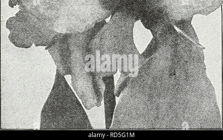 . Currie's Garten jährliche: Frühling 1935 60. Jahr. Blumen Samen Kataloge, Leuchtmittel (Pflanzen) Samen Samen Kataloge Kataloge; Gemüse; Baumschulen (Gartenbau) Kataloge; Pflanzen, Zierpflanzen Kataloge; Gartengeräte und Zubehör Kataloge. CANNAS. Kupfer GIANTâImmense Traversen einer reichen kupferfarben rot, attraktiv durchdrungen" mit Rose. 4 Füße. Jeweils 25 c STADT PORTLANDâA leuchtenden Rosa; Blüten in großer Fülle geboren; Höhe, 3% Fuß; Laub, Grün. 4 König Humbert - Scarlet Blumen, bronzefarbenen Blätter, heute die größte Favorit. 5 Füße. Gelbe KÖNIG HUMBERTâFoliage ein sehr dunkles Grün. Blumen ein Stockfoto