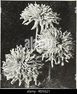 . Currie's Garten jährliche: Frühjahr 1936 61 Jahr. Blumen Samen Kataloge, Leuchtmittel (Pflanzen) Samen Samen Kataloge Kataloge; Gemüse; Baumschulen (Gartenbau) Kataloge; Pflanzen, Zierpflanzen Kataloge; Gartengeräte und Zubehör Kataloge. Mischung ZINNIA Zinnia Fantasy Fantasy gemischt Quittiert die auffälligste neue Zinnia und erfüllt alle Erwartungen und schon ist die Rede von allen die Blume der Welt. Wie unterscheidet sich von der gewöhnlichen steif formale Zinnien, als man sich vorstellen kann, die zarte, lacy Fünfblättrige flow-ers verleihen eine Luft der freundliche Zwanglosigkeit zum Garten oder Blumenarrangements. Ideall Stockfoto