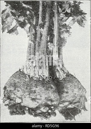 . Currie's Garten jährliche: Frühling 1935 60. Jahr. Blumen Samen Kataloge, Leuchtmittel (Pflanzen) Samen Samen Kataloge Kataloge; Gemüse; Baumschulen (Gartenbau) Kataloge; Pflanzen, Zierpflanzen Kataloge; Gartengeräte und Zubehör Kataloge. Große, glatte Prag Cele. Bitte beachten Sie, dass diese Bilder sind von der gescannten Seite Bilder, die digital für die Lesbarkeit verbessert haben mögen - Färbung und Aussehen dieser Abbildungen können nicht perfekt dem Original ähneln. extrahiert. Currie Brüder Unternehmen; Henry G. Gilbert Baumschule und Saatgut Handel Katalog Kollektion. Milwaukee, Wis: Currie Br Stockfoto