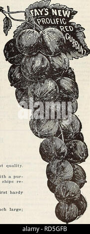 . Currie's Farm und Garten jährliche: Frühjahr 1914. Blumen Samen Kataloge, Leuchtmittel (Pflanzen) Samen Samen Kataloge Kataloge; Gemüse; Baumschulen (Gartenbau) Kataloge; Pflanzen, Zierpflanzen Kataloge; Gartengeräte und Zubehör Kataloge. WHITE BLACK" "EISBERGS. - "kleine Früchte Pflanzen. Brombeeren. Eldorado - eine robuste, kräftige Sorte aushalten - die strengsten Wintern ohne Verletzungen. Jet Black Beeren in großen Clustern getragen sehr reichlich. Rathbun - ein überlegenes Sorte, Qualität in eine Klasse für sich. Die Beeren sind groß, Jet Black, sehr glänzend und permanente, nie Rot, h Stockfoto