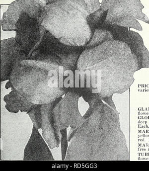 . Currie's Garten jährliche: Frühling 1934 59. Jahr. Blumen Samen Kataloge, Leuchtmittel (Pflanzen) Samen Samen Kataloge Kataloge; Gemüse; Baumschulen (Gartenbau) Kataloge; Pflanzen, Zierpflanzen Kataloge; Gartengeräte und Zubehör Kataloge. CURRIE BRÜDER CO., Milwaukee, Wis Seite 89 Die vier Besten y'. Canna Der Präsident CANNAS STADT PORTLAND - ein leuchtendes Rosa; Blüten in großer Fülle getragen; Höhe, 3% Fuß; Laub, Grün. König Humbert - Scharlach Blumen, bronzefarbenen Blätter, größte Liebling heute. 5 Füße. Gelbe König Humbert - Laub ein sehr dunkles Grün. Blumen tiefen, satten Gelb, sanft entdeckte einen Stockfoto