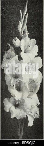. Currie's Garten jährliche: Frühling 1931 56. Jahr. Blumen Samen Kataloge, Leuchtmittel (Pflanzen) Samen Samen Kataloge Kataloge; Gemüse; Baumschulen (Gartenbau) Kataloge; Pflanzen, Zierpflanzen Kataloge; Gartengeräte und Zubehör Kataloge. CURRIE BRÜDER CO, Milwaukee. WISCONSIN. Ffitzer's Triumph Currie Gladiolen keine Klasse von Pflanzen erfordert weniger Sorge und Aufmerksamkeit, und sie gedeihen in jedem normalen Boden. Anlage jederzeit nach Frost aus dem Boden im Frühjahr bis Mitte Juni, Einstellung der Glühlampen 6 Zoll tief. Wir bieten eine Auswahl der besten aktuellen Sorten, die jeweils die beste Stockfoto