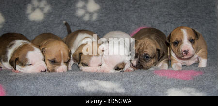 Wurf von 17 Tage alten Bulldog-Welpen Stockfoto