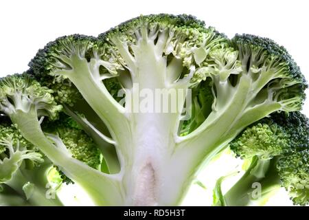 Brokkoli (Brassica oleracea var. italica), vertikale Abschnitt Stockfoto