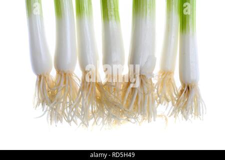 Welsh Zwiebel, Frühlingszwiebel, Frühlingszwiebel, escallion, oder Salat Zwiebeln (Allium fistulosum) Stockfoto