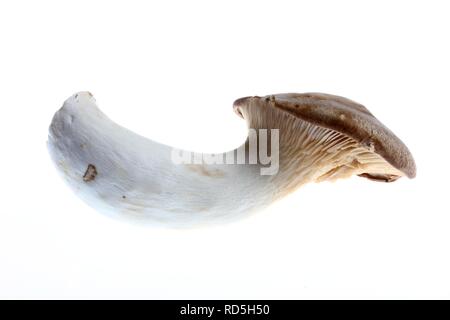 König Trompete, Horn Pilz Pilz, König oyster Mushroom, Steinpilze der Steppen (Pleurotus eryngii) Stockfoto