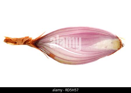 Schalotten (Allium ascalonicum), in Scheiben geschnitten Stockfoto