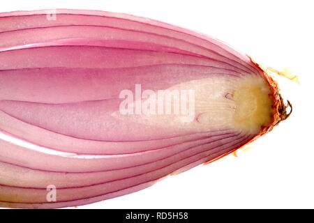 Schalotten (Allium ascalonicum), in Scheiben geschnitten, Makro Stockfoto