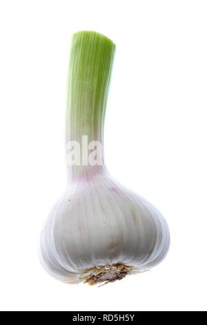 Frischer Knoblauch (Allium sativum), Glühlampe Stockfoto