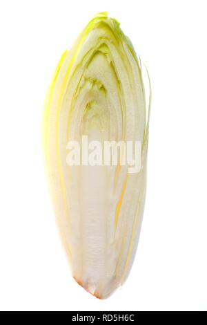 Chicorée (Cichorium intybus var. foliosum), in Scheiben geschnitten Stockfoto