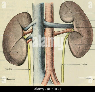 . Cunninghams Lehrbuch der Anatomie. Anatomie. Die Nieren. 1263 Beginn des Colon transversum. Der Teil der Niere zu den Zwölffingerdarm ergänzende liegt auf der medialen Seite des Gebietes, das berührt den Doppelpunkt, aber die genaue Höhe der Niere in Kontakt mit jedem einzelnen dieser beiden Teile des Darmes variiert stark in verschiedenen Fächern. Häufig den Darm und die Nieren werden sowohl von bauchfell, wo sie in Kontakt sind, aber der Zwölffingerdarm ist bis auf die Nieren durch Bindegewebe zusammengehalten werden. Zusätzlich zu den Strukturen erwähnt, ein Teil des ileum oder Der jejunum, oft in c gefunden wird Stockfoto