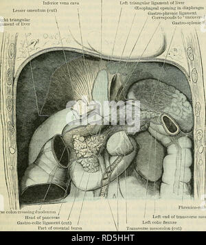 . Cunninghams Lehrbuch der Anatomie. Anatomie. PEEITONEUM. 1241 Bauchspeicheldrüse es vorher verlängert wird und unten - wie der Anterioren oder obere Schicht der transversalen mesocolon - zum Colon transversum (Abb. 969). Hier tritt in der Regel die Magen-darm-koliken Ligament, sondern in Englischer Text - Bücher es beschrieben ist, und es hier dargestellt ist, wie unten als der anterioren Schicht des Posterioren fortgeführt, Falte des Omentum majus, fast zu seiner minderwertigen Grenze, wo es durchgehend mit der Anterioren Schicht der Bursa omentalis bereits beschrieben. Die transversale Nachzeichnung auf der Ebene der epiploic Foramen Stockfoto