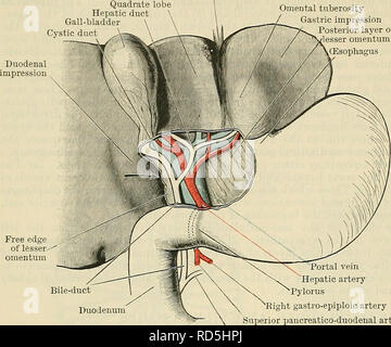 . Cunninghams Lehrbuch der Anatomie. Anatomie. 1202 DAS VERDAUUNGSSYSTEM. Quadratische lobe Hepaticus Gallenblase zystische Omentalis tuberosity gastrischen Eindruck posterioren Schicht weniger omentum Speiseröhre der Leber, außer auf seine überlegene Aspekt, der zu der Fossa der Gallenblase ist United - Blase durch areolar tissue. Manchmal, aber selten, diese Fläche ist ebenfalls abgedeckt, und die gallenblase Ligamentum Blase. wird dann von der Leber durch eine kurze peritonealen Ligament ausgesetzt. Der Fundus liegt in der Regel in Kontakt mit der vorderen Bauchwand, an oder unmittelbar - den Punkt, an dem das Recht ver Stockfoto