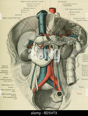 . Cunninghams Lehrbuch der Anatomie. Anatomie. Das DUODENUM. 1183 ihre Beziehungen sind wie folgt: - Es bildet die untere Grenze des Foramen epiploicum, und über diesem foramen Es ist in Bezug auf die caudate Prozess der Leber, während die quadratische Lappen der fsme Leber hängt nach unten und nach rechts. Die leberarterie ist in Kontakt für eine kurze Strecke mit dem superior Grenze. Unten, es ruht auf den Kopf und Hals der Bauchspeicheldrüse. Die pfortader, gastro-Duodenalen Arterie und die Galle-Kanal liegen in Kontakt mit ihm auf der linken Pylorus Galle-duct Rechts supra-renale Drüse Fossa für caudate Stockfoto