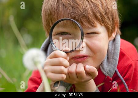 Kleiner Junge schaut auf einen blowball durch ein Vergrößerungsglas Stockfoto