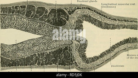 . Cunninghams Lehrbuch der Anatomie. Anatomie. 1166 DAS VERDAUUNGSSYSTEM. Der pylorus ruht auf den Hals des Pankreas unter und Posterior, und wird von der Leber über und vorher geläppt. Wenn der Magen leer ist, wird der pylorus ist in der Regel in der Nähe (d.h. innerhalb | Zoll, 12 mm.) Der medianebene, unterhalb des linken Lappens oder manchmal das quadratische Lappen der Leber, und auf der Ebene der ersten Lendenwirbel, oder die fibro - Knorpel zwischen diesem und dem zweiten Lendenwirbel platziert. Während disten- es ist vorbei unter der quadratische Lappen für einen variablen Abstand geschoben, aber sehr selten mehr als 1^ oder Stockfoto