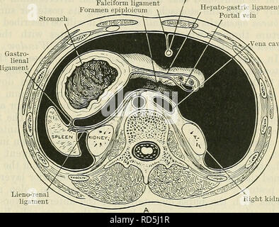 . Cunninghams Lehrbuch der Anatomie. Anatomie. Die PEKITONEUM. 1161 Falciform ligament Foramen epiploicum Magen Ligamentum der Leber Leber- magen Ligament (Schnitt) Pfortader. Lieno-renale ligament Dünndarm die rechte Niere des Mesenteriums Abdomen und bestimmte andere Hohlräume, die Bewegungen der enthaltenen Eingeweide während Änderungen in der Größe oder Form, welche Sie oder Ihre mit Hohlraum unterziehen können. Als Ergebnis dieser Anordnung, ungeachtet der Tonika Druck der Bauchdecke auf seine Inhalte, den Magen und die Därme werden sich mit der größten Leichtigkeit zu bewegen und Stockfoto