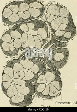 . Cunninghams Lehrbuch der Anatomie. Anatomie. Eine alveolus mit absondernden Zellen Bindegewebe. Die meisten der Drüsen der Halbmond von gianuzzi Th? Hod 7 sind Beispiele für diese Sorte - z.b. die Sali - Drüsen variieren, die kleine Drüsen des Mundes, Abb. 895.- Abschnitt eine seröse Drüse auf der linken Seite, eine schleimige Drüse Zunge, Rachen, ceso - auf die acht Seite (Bohm und v. Davidoff.) phagus usw. In der serösen Drüse die granulare absondernden Zellen und die zentral platzierten Kern-A-Compound acinous sollten vermerkt werden. Die relativ klaren Zellen, mit der dunklen Spangen (Racemose) Drüse ist com-Gianuzzi, di Stockfoto