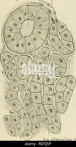 . Cunninghams Lehrbuch der Anatomie. Anatomie. 1132 DAS VERDAUUNGSSYSTEM. Die einfachste Form dieser Art von Drüse ist ein Teil einer epithelialen Oberfläche, kontinuierliche mit angrenzenden Teile der Oberfläche, aber involuted von der Oberfläche, an der es Orio - I gehörte. Die einfachste Form, in der diese Involution auftritt, wird als eine einzige Tasche, einheitlicher Größe, die eine einfache tubular Gland. Dieser Art sind die intestinale Drüsen in der Wand des Dünndarms. In anderen Fällen kann es zu einer Tasche - wie der Erweiterung der Ende der Stopfbuchse, eine Art Tasche, genannt ein alveolus (alv Stockfoto