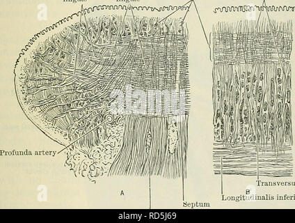 . Cunninghams Lehrbuch der Anatomie. Anatomie. Die Zunge. 1129 laufen in Richtung der Spitze; die Arterien, jedoch sind tief in die Substanz der Zunge platziert, in einem Abstand von 3 bis 6 mm von der unteren Oberfläche. Die plicae, die mehr an der Geburt aud im Fötus sind unterscheidbar, sind sagte zu den unter die Zunge in die lemuren gefunden zu entsprechen. Die Wurzel der Zunge ist der Teil der minderwertigen Aspekt, wird durch Muskeln und Schleimhaut zum Unterkiefer und Zungenbein. Sie ist sehr stark und ist mit der Basis, den festen Teil der Orgel. Es ist auch die situatio Stockfoto