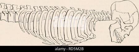 . Die cyclopaedia von Anatomie und Physiologie. Anatomie, Physiologie, Zoologie. 636 Skelett. Wirbel von v , Abb., 457., thecostae a b Der grössere Dimensionen als gewöhnliche produzieren, diese Segmente der spinalen Achse sind aber ähnlich etwas mehr die thorakale costo-vertebralen Archetypen (z. B.8, c, d, B, Abb. - 457.)? Wenn also der sechsten oder siebten Halswirbel der Halswirbel produziert, kann ich das Auftreten dieser "Ano interpretieren - malous", auf diese Weise, nämlich, dass ein greatei proportional der Archetyp costo-vertebralen Menge (z. B.8, c, d, 8, ^, durch. Stockfoto