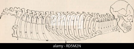 . Die cyclopaedia von Anatomie und Physiologie. Anatomie, Physiologie, Zoologie. 632 Skelett. und brustbein am Hals und Lenden gezeichnet, sowie Hals und Lenden, als Sie zu verstehen, wie als Thorax, degradiert diese Prime-Modell des gegebenen Schöpfung eine ens von Dimensionen einer bestimmten oder proportional lessei Proportionen (wie z.b. Aufsatz. 455.), mit Vielfalt, durch Auslöschung rippenbögen Menge am Hals- und Lendenwirbel weniger thun Abb. 455.. Tfie Säugetieren Skelett zeigen im gepunkteten Umriss an den Hals und Lenden diejenigen costo - Sternalen Mengen, die, wenn vorhanden, diese Regionen equ machen würde. Stockfoto