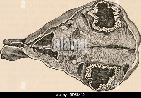 . Die cyclopaedia von Anatomie und Physiologie. Anatomie, Physiologie, Zoologie. 562 Gebärmutter und ihre ANHÄNGSEL. Die innere Schicht wird gefaltet und Formen Windungen, die erhöhen und im Verhältnis geworden ist tiefer als die retractility des externen Tunika erhöht. Diese Windungen in der Inneren und nun gelben Mantel des Follikels sind so deutliche und auffällige (Aufsatz, 385.) Wie die Vergleiche mit der cerebrale Windungen, die so viele Autoren bei der Beschreibung der Veränderung beschäftigt haben vorgeschlagen zu haben; für die Farbe sowie die Art und Anordnung der Faltungen, die Kanten und die Su Stockfoto