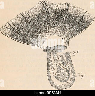 . Die cyclopaedia von Anatomie und Physiologie. Anatomie, Physiologie, Zoologie. 560 GEBÄRMUTTER UND IHRE ANHÄNGSEL. cess tritt in der Kaninchen. Hier ist ein Teil eines reifen Graaf'schen Vesikel, die bei der Entladung eine Eizelle war vertreten. Die Follikel, nachdem aus dem Eierstock seziert wird, hat zu leichten seitlichen Druck in der kompressorium, durch die der Follikel ist geplatzt am Punkt (//) Vorbereitung für die RUP-ture unterzogen worden. Die ovisac hat Weg des Dünn-nest Punkt gegeben, und die Eizelle, umgeben von der tunica Granulosazellen (g, 1), und ziehen nach dem Teile des retmacuia (g, Stockfoto