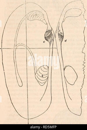 . Die cyclopaedia von Anatomie und Physiologie. Anatomie, Physiologie, Zoologie. 710 CONCHIFERA. Die Zähne sind in der Regel einfache und Konischen; sie gelegentlich sind abgeflacht, entweder längs oder quer. In einer beträchtlichen Anzahl von Arten sie zu unterschiedlichen Tiefen auf ihren Gipfeltreffen gerillt sind und die Zähne werden dann sagte Bifidum zu (e, Aufsatz. 365). Es gibt noch andere Teile, die sich auf den Kardinal Kante vorhanden, und es ist wichtig, über ein ausreichendes Know-ledge, nämlich diejenigen, die für den Implan- tation der Bänder, wenn es extern; zu diesen Teilen der Name nymp Stockfoto