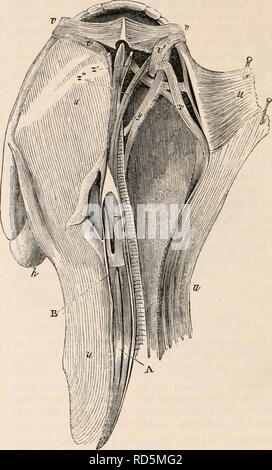 . Die cyclopaedia von Anatomie und Physiologie. Anatomie, Physiologie, Zoologie. 284 REPTILIA. von Ruhe, in welchem Zustand sie Abdeckungen durch Zeichnen der inclosing Tasche über sie. Die interne jitcryguid ( in £ Sterling ), kürzer und kleiner als die äußeren, verläuft von der alar Knochen im hinteren Teil des Unterkiefers, die es konsequent nach vorne zieht. Die lyifirnn - jijierygqid (1), in dem es keine ana-logue in anderen vertebrata, ergibt sich aus der mesialen Teil der Basis der Schädeldecke, und läuft nach außen und Rückwärts - Tached, mit dem die innere Oberfläche des Lateralis Platte, die es somit forw ziehen Stockfoto