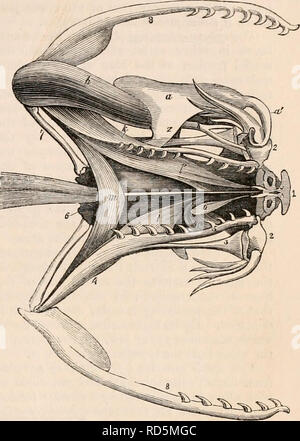 . Die cyclopaedia von Anatomie und Physiologie. Anatomie, Physiologie, Zoologie. Die Muskeln des Kopfes der Klapperschlange. a a, Gift Drüse und seine absondernde Kanals; e, anterior temporal Muskel; f, posterior temporal Muskel; g, digastricus; h, externe lateralis Muskel;"', mittlere zeitliche Muskel; 7, Articulo-maxillaris Ligament, die die aponeurotic Kapsel der Gift Kabelverschraubung verbindet. r, die zervikalen eckig Muskel; t, vertebro-Mandibuläre Muskel; u, costo - maiidibular Muskel. (Nach Duvernoy.) Analog zu den digastric (g), die sich aus der gesamten Länge ot tlie posterioren Aspekt der zygoma Stockfoto