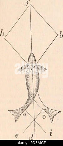 . Die cyclopaedia von Anatomie und Physiologie. Anatomie, Physiologie, Zoologie. 438 MOTION. Die Intensität ihrer Aktion (alle verbleibenden fettiger Dinge wieder das Gleiche) müssen in einem angemessenen Verhältnis zu ihren Bereichen. Manchmal die Strahlen seitlich gleiten, in der die Bewegung der Brust- und Schwanzflosse tauschen ihre, der früheren markante Horizontal, Vertikal, das Ergebnis von der Zusammensetzung der Kräfte, wenn Ihre Richtungen und Intensitäten sind gegeben. Die Strahlen, die Mittellosen eine Blase, erfordern eine viel größere Kraft in der vertikalen Richtung nach oben sus Stockfoto