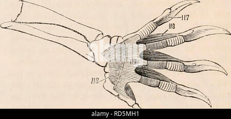 . Die cyclopaedia von Anatomie und Physiologie. Anatomie, Physiologie, Zoologie. Myology der Schildkröte. {Nach Bojamts.) 119, tibialis posticus; 120, interosseus cruris; 122, interossei dorsales digitorum Pedis; 123, in-terossei digitorum pedis Plantares., die zum Teil in den os calcis eingefügt ist, und zum Teil in den plantar fascia. Dieser Muskel ist von seiner Position eine Adduktoren des Fußes. Die Tibialis anticus bewahrt seine gewöhnlichen re-Lationen; aber die tibialis posticus läuft von ohne innerhalb und seine Sehne wird verloren in den plantar fascia. Die Zehen der Chelonians nicht mehr f Stockfoto