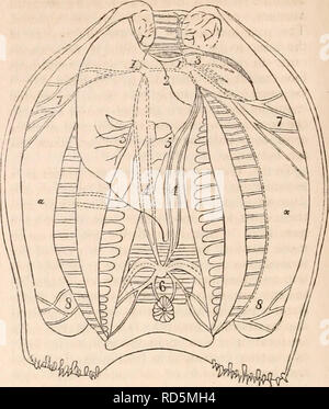 . Die cyclopaedia von Anatomie und Physiologie. Anatomie, Physiologie, Zoologie. 704 CONCHIFERA. auftreten; diese können auch treffend genug angedeutet, in der anatomischen Beschreibung. Von dem, was jetzt gesagt wurde, ist es leicht, das zu den von den Fuß zu verstehen. In der lithophagous und xilophagous Con-chifera, der Fuß, auf seine rudimen- Zustand reduziert, ist wahrscheinlich ohne besonderen verwenden, es sei denn, vielleicht ist unter den Pholades, wo, wird in Form von einem Saugnapf, das Tier selbst zu den parietes der Kavität er bewohnt zu beheben können. Unter den Conchiferous Muscheln, die Li Stockfoto